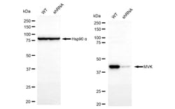 Invitrogen MVK Recombinant Rabbit Monoclonal Antibody (24GB115) 100 &mu;L;
