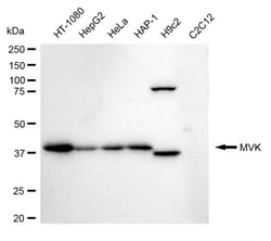 Invitrogen MVK Recombinant Rabbit Monoclonal Antibody (24GB115):Antibodies:Primary