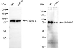 Invitrogen MFN1 Recombinant Rabbit Monoclonal Antibody (24GB4970) 20 &mu;L;