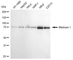 Invitrogen MFN1 Recombinant Rabbit Monoclonal Antibody (24GB4970) 20 &mu;L;