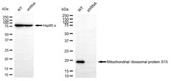 Invitrogen MRPS15 Recombinant Rabbit Monoclonal Antibody (24GB70) 20 &mu;L;