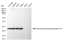 Invitrogen MRPS15 Recombinant Rabbit Monoclonal Antibody (24GB70) 20 &mu;L;