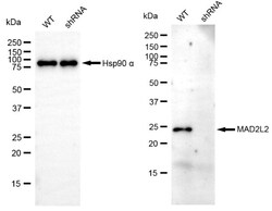 Invitrogen MAD2L2 Recombinant Rabbit Monoclonal Antibody (24GB4950) 20