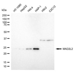 Invitrogen MAD2L2 Recombinant Rabbit Monoclonal Antibody (24GB4950):Antibodies:Primary
