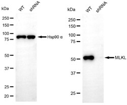 Invitrogen MLKL Recombinant Rabbit Monoclonal Antibody (24GB4620) 100 &mu;L;