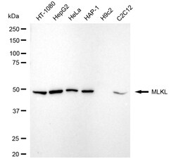 Invitrogen MLKL Recombinant Rabbit Monoclonal Antibody (24GB4620) 100 &mu;L;