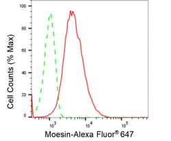 Invitrogen Moesin Recombinant Rabbit Monoclonal Antibody (24GB265) 100