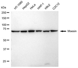 Invitrogen Moesin Recombinant Rabbit Monoclonal Antibody (24GB265) 100