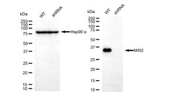 Invitrogen MSI2 Recombinant Rabbit Monoclonal Antibody (24GB225) 100 &mu;L;