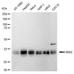 Invitrogen MSI2 Recombinant Rabbit Monoclonal Antibody (24GB225) 100 &mu;L;