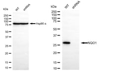 Invitrogen NQO1 Recombinant Rabbit Monoclonal Antibody (24GB355):Antibodies:Primary