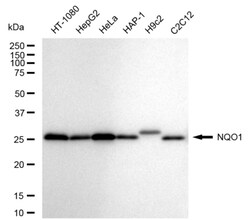 Invitrogen NQO1 Recombinant Rabbit Monoclonal Antibody (24GB355) 20 &mu;L;