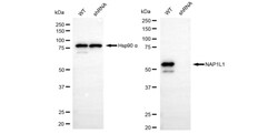 Invitrogen NAP1L1 Recombinant Rabbit Monoclonal Antibody (24GB550) 20 &mu;L;
