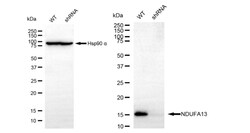 Invitrogen NDUFA13 Recombinant Rabbit Monoclonal Antibody (24GB600) 20