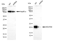 Invitrogen NDUFB9 Recombinant Rabbit Monoclonal Antibody (24GB90):Antibodies:Primary