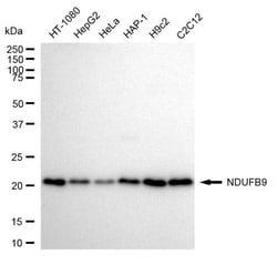 Invitrogen NDUFB9 Recombinant Rabbit Monoclonal Antibody (24GB90):Antibodies:Primary