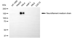 Invitrogen NEFM Monoclonal Antibody (24GB5825) 100 &mu;L; Unconjugated:Antibodies,