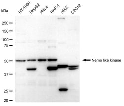 Invitrogen NLK Recombinant Rabbit Monoclonal Antibody (24GB585):Antibodies:Primary