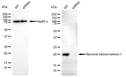 Invitrogen NCS1 Recombinant Rabbit Monoclonal Antibody (24GB25):Antibodies:Primary