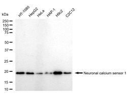 Invitrogen NCS1 Recombinant Rabbit Monoclonal Antibody (24GB25) 20 &mu;L;