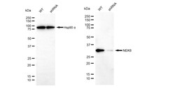 Invitrogen NEK6 Recombinant Rabbit Monoclonal Antibody (24GB755) 20 &mu;L;