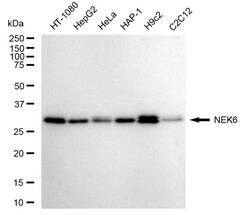 Invitrogen NEK6 Recombinant Rabbit Monoclonal Antibody (24GB755) 20 &mu;L;