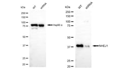 Invitrogen XLF Recombinant Rabbit Monoclonal Antibody (24GB480) 20 &mu;L;