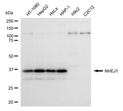 Invitrogen XLF Recombinant Rabbit Monoclonal Antibody (24GB480) 20 &mu;L;
