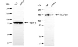 Invitrogen NCAPD2 Recombinant Rabbit Monoclonal Antibody (24GB75):Antibodies:Primary