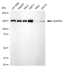 Invitrogen NCAPD2 Recombinant Rabbit Monoclonal Antibody (24GB75):Antibodies:Primary