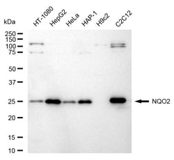 Invitrogen NQO2 Recombinant Rabbit Monoclonal Antibody (24GB250) 20 &mu;L;