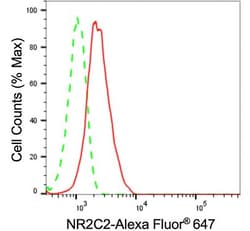 Invitrogen NR2C2 Recombinant Rabbit Monoclonal Antibody (24GB730) 20 &mu;L;