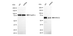 Invitrogen NR2C2 Recombinant Rabbit Monoclonal Antibody (24GB730) 20 &mu;L;