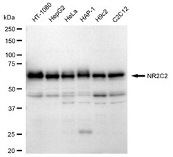 Invitrogen NR2C2 Recombinant Rabbit Monoclonal Antibody (24GB730) 20 &mu;L;