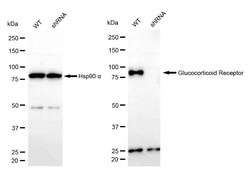Invitrogen Glucocorticoid Receptor Monoclonal Antibody (24GB2760):Antibodies,