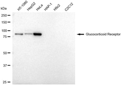 Invitrogen Glucocorticoid Receptor Monoclonal Antibody (24GB2760):Antibodies,