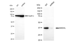 Invitrogen NSDHL Recombinant Rabbit Monoclonal Antibody (24GB485) 100 &mu;L;