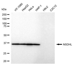 Invitrogen NSDHL Recombinant Rabbit Monoclonal Antibody (24GB485) 100 &mu;L;