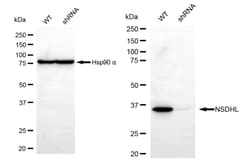 Invitrogen NSDHL Recombinant Rabbit Monoclonal Antibody (24GB510) 20 &mu;L;