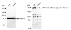 Invitrogen NuMA Recombinant Rabbit Monoclonal Antibody (24GB1290):Antibodies:Primary