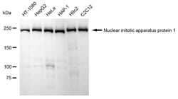 Invitrogen NuMA Recombinant Rabbit Monoclonal Antibody (24GB1290) 100 &mu;L;