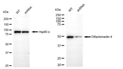Invitrogen OLFM4 Recombinant Rabbit Monoclonal Antibody (24GB680) 100 &mu;L;