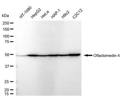 Invitrogen OLFM4 Recombinant Rabbit Monoclonal Antibody (24GB680) 100 &mu;L;
