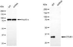 Invitrogen OTUB1 Monoclonal Antibody (24GB6485):Antibodies:Primary Antibodies
