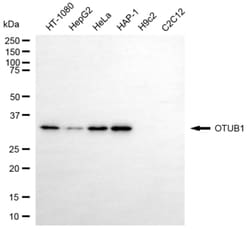 Invitrogen OTUB1 Monoclonal Antibody (24GB6500):Antibodies:Primary Antibodies