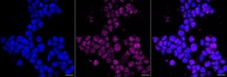 Invitrogen PDX1 Recombinant Rabbit Monoclonal Antibody (24GB1380) 100 &mu;L;