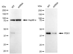 Invitrogen PDX1 Recombinant Rabbit Monoclonal Antibody (24GB1380) 100 &mu;L;