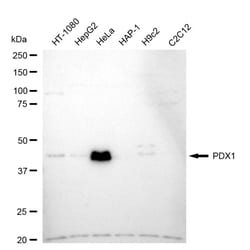 Invitrogen PDX1 Recombinant Rabbit Monoclonal Antibody (24GB1380) 100 &mu;L;