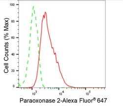 Invitrogen PON2 Recombinant Rabbit Monoclonal Antibody (24GB1035) 100 &mu;L;