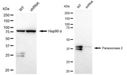 Invitrogen PON2 Recombinant Rabbit Monoclonal Antibody (24GB1035) 100 &mu;L;